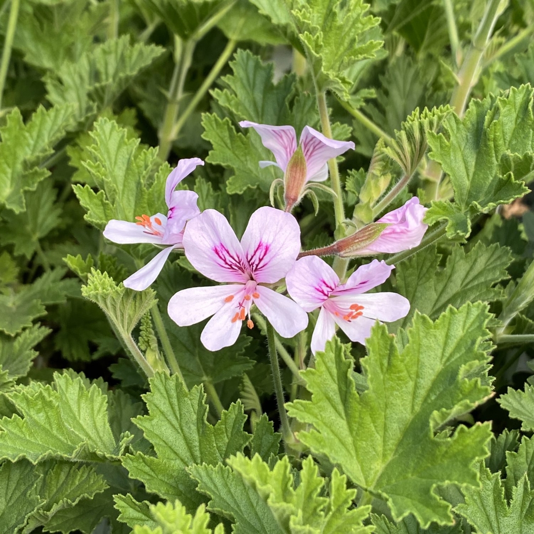 Citronella Fragrance